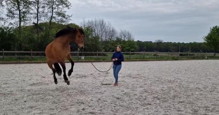 Paard in trianing met rust en vertouwen, Dieren en Toebehoren, Paarden en Pony's | Overige Paardenspullen, Nieuw, Overige soorten