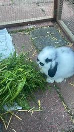 Jong NHD konijntje voedster, Dieren en Toebehoren, Konijnen, Vrouwelijk, Dwerg, Hangoor, 0 tot 2 jaar