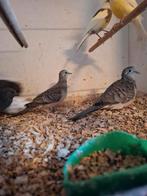 Vrede's duiven, Meerdere dieren