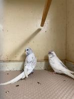 2 grasparkieten 2025, Dieren en Toebehoren, Meerdere dieren