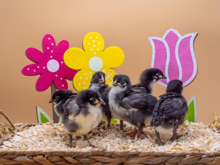 Jonge tamme Marans kuikens gesekst en ingeënt, Dieren en Toebehoren, Pluimvee, Kip, Geslacht onbekend