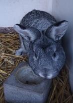 Ras konijnen te koop, Dieren en Toebehoren, Konijnen, Meerdere dieren, Middelgroot, 0 tot 2 jaar