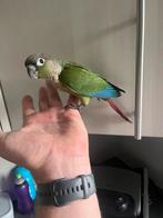 Jonge handtamme pyrrhura, Dieren en Toebehoren, Vogels | Parkieten en Papegaaien, Geslacht onbekend, Parkiet, Geringd