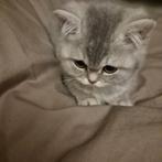 Britse korthaar ras kittens met stamboom, Meerdere dieren, Kortharig, 0 tot 2 jaar