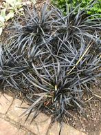 Zwart Gras - Ophiopogon Nigrescens, Tuin en Terras, Planten | Tuinplanten, Ophalen, Volle zon, Vaste plant, Siergrassen