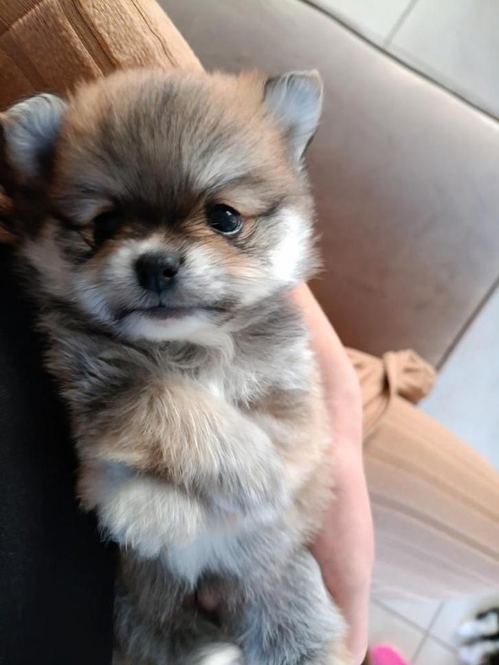 Heel mooi en pluizig reutje te koop, Dieren en Toebehoren, Honden | Chihuahua's en Gezelschapshonden, Reu, Particulier, Eén hond