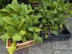 Tabacs planten 3,50 stuk., Ophalen, Zomer, Overige soorten, Volle zon