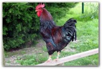 Barnevelder haan beschikbaar voor biedingen