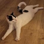 Lieve poes Coco van bijna 1 jaar, Dieren en Toebehoren, Katten en Kittens | Overige Katten, Poes