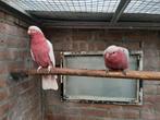 1 - 1 Rose kaketoes Split lutino-Lutino 2021Te koop, Dieren en Toebehoren, Vogels | Parkieten en Papegaaien, Meerdere dieren, Parkiet