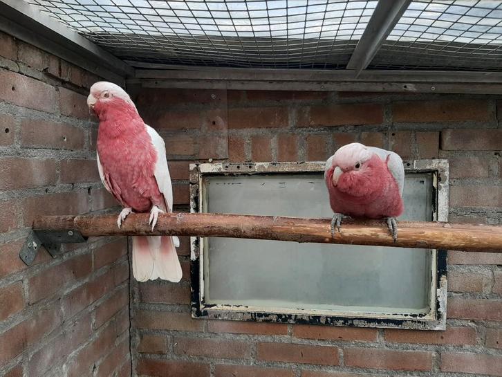 1 - 1 Rose kaketoes Split lutino-Lutino 2021Te koop, Dieren en Toebehoren, Vogels | Parkieten en Papegaaien, Parkiet, Meerdere dieren