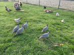 Jonge parelhoenders te koop, Dieren en Toebehoren, Pluimvee, Geslacht onbekend, Overige soorten