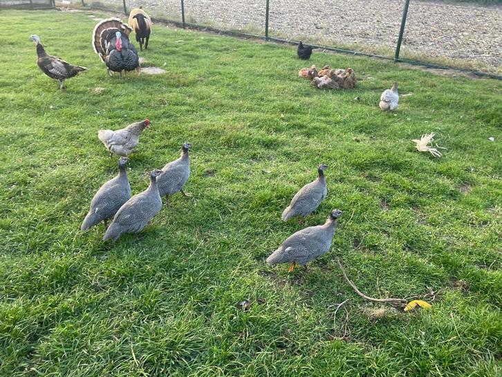 Jonge parelhoenders te koop, Dieren en Toebehoren, Pluimvee, Overige soorten, Geslacht onbekend