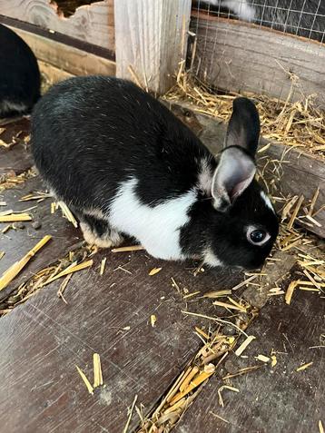 Jong konijn (ram) beschikbaar voor biedingen