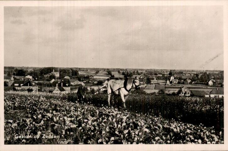Zeddam - Ploeg met Paard, Verzamelen, Ansichtkaarten | Nederland, Gelopen, Zuid-Holland, Voor 1920, Ophalen of Verzenden