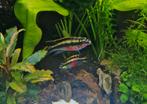 kersenbuik cichliden. ( Pelvicachromis pulcher or kribensis, Dieren en Toebehoren, Vissen | Aquariumvissen, Vis