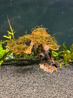 Bonsai boom van maleisisch hout voor aquarium, Dieren en Toebehoren, Vissen | Aquaria en Toebehoren, Plant(en), Steen of Hout