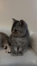 Britse korthaar kittens, Dieren en Toebehoren