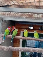 Te koop pruimkop parkieten, Dieren en Toebehoren, Meerdere dieren, Parkiet, Geringd