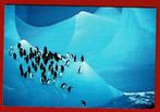 Pinguins - Ong. - (Uitg. W.W.F.), Verzamelen, Ansichtkaarten | Dieren, Waterdier, Ongelopen, Ophalen of Verzenden, 1980 tot heden