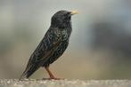 spreeuwen, Dieren en Toebehoren, Mannelijk, Wildzangvogel, Geringd
