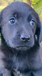 Friese Stabij x Golden retriever x labrador teefje.........., Dieren en Toebehoren, Honden | Retrievers, Spaniëls en Waterhonden