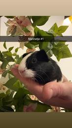 Mannetjes cavia’s, Dieren en Toebehoren, Cavia, Mannelijk, November, Tam