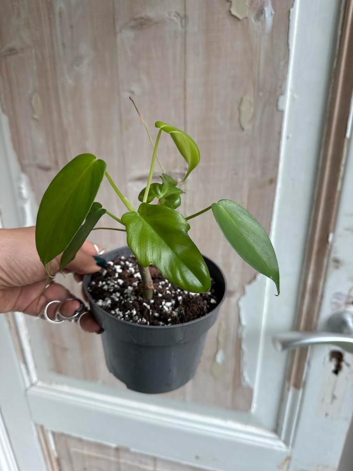 Philodendron Pedatum - Prachtige Kamerplant!, Huis en Inrichting, Kamerplanten, Ophalen of Verzenden