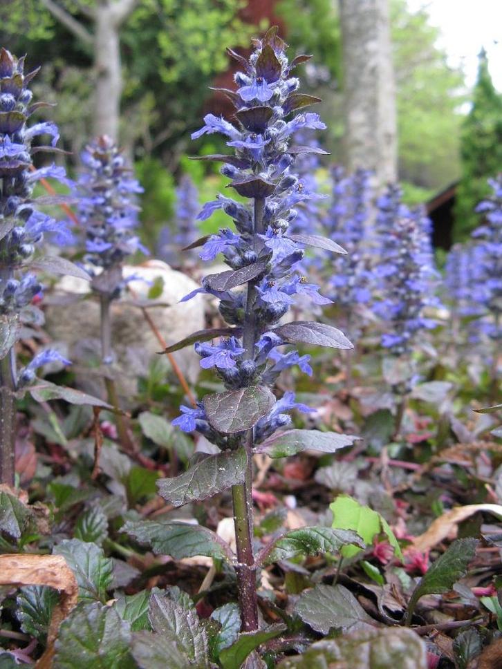 Te koop: bodembedekker, vaste plant, biologisch!, Tuin en Terras, Planten | Tuinplanten, Vaste plant, Bodembedekkers, Halfschaduw