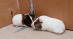 Cavia's, Dieren en Toebehoren, Knaagdieren, Mannelijk, Cavia, Na 1 juli 2024
