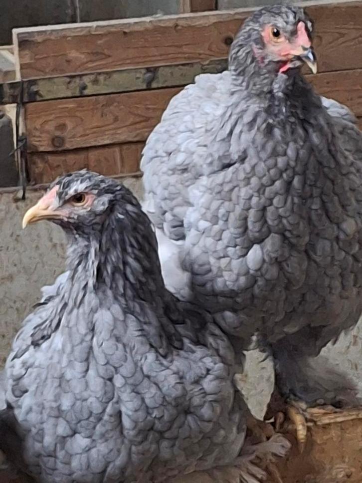 Brahma kippen te koop. Groot soort!, Dieren en Toebehoren, Pluimvee, Kip, Meerdere dieren