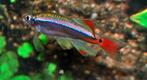 Hobbyaquarium  Chinese Danio Longfin, Vis, Zoetwatervis, Schoolvis