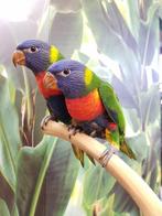 Jonge Baby Lori v. d. Blauwe Bergen | Nieuwsgierig | Handtam, Dieren en Toebehoren, Vogels | Parkieten en Papegaaien, Meerdere dieren