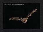 Ruige Dwergvleermuis Pipistrellus Nathusii Bat of the Year 2, Verzamelen, Ansichtkaarten | Dieren, Ophalen of Verzenden, 1980 tot heden