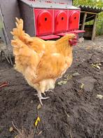 Orpington haan, Dieren en Toebehoren, Pluimvee, Mannelijk, Kip