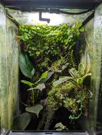 Dart frog terrarium, 2 ranitomeya imitator (koppel), Dieren en Toebehoren, Reptielen en Amfibieën, Amfibie, Met terrarium, 0 tot 2 jaar