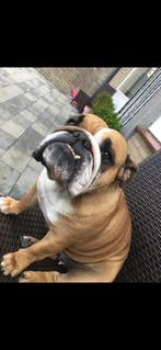 Engelse bulldog pup gezocht, Nederland, 8 tot 15 weken, Teef, Parvo