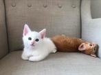 Nog 2 prachtige maincoon-mix kater kittens!, Meerdere dieren, Gechipt, 0 tot 2 jaar