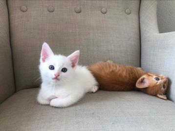 Nog 2 prachtige maincoon-mix kater kittens!  beschikbaar voor biedingen