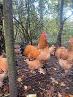 Brahma haan groot, Dieren en Toebehoren, Pluimvee, Mannelijk, Kip