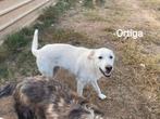 Lieve Ortiga en Hortensia zoeken ieder een fijn huis., Dieren en Toebehoren, Honden | Retrievers, Spaniëls en Waterhonden, Particulier