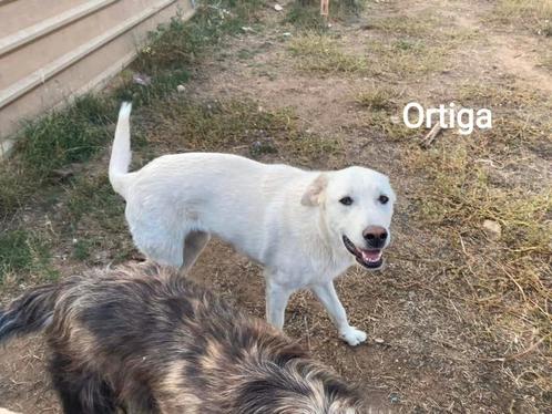 Lieve Ortiga en Hortensia zoeken ieder een fijn huis., Dieren en Toebehoren, Honden | Retrievers, Spaniëls en Waterhonden, Teef