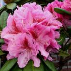Rhododendrons grootste sortiment, Ophalen, Rhododendron, Struik, Minder dan 100 cm