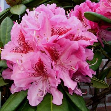 Rhododendrons grootste sortiment beschikbaar voor biedingen