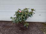 Rhododendron Nova Zembla (rood), Ophalen, Rhododendron, Struik, Minder dan 100 cm