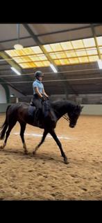 Bijrijd/verzorg paard gezocht, Dieren en Toebehoren, Ophalen of Verzenden, Zo goed als nieuw