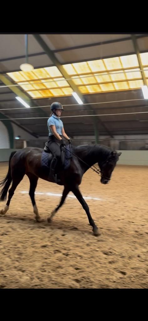 Bijrijd/verzorg paard gezocht, Dieren en Toebehoren, Paarden en Pony's | Verzorgingsproducten, Zo goed als nieuw, Ophalen of Verzenden