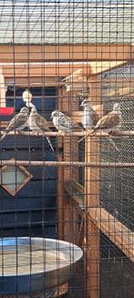 Bonte diamant duifjes 15 stuks, Dieren en Toebehoren, Meerdere dieren, Overige soorten