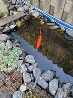 Vijver vissen, Overige soorten