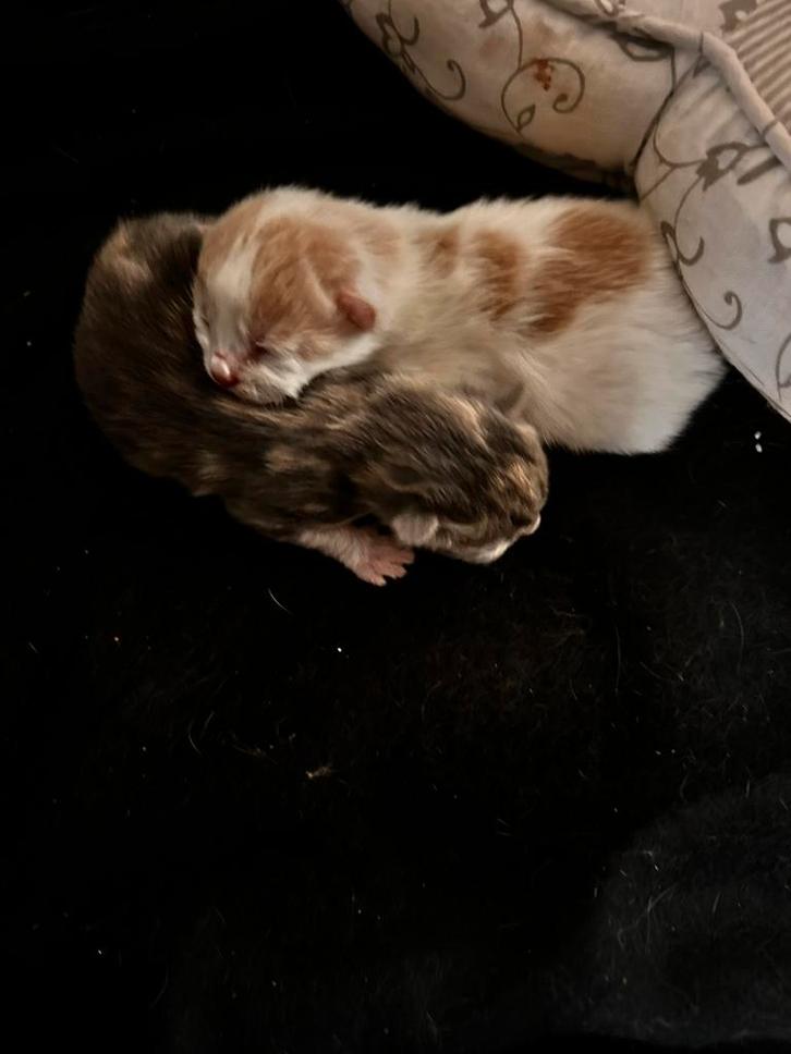 Mooie, lieve kittens te koop!, Dieren en Toebehoren, Katten en Kittens | Overige Katten, Meerdere dieren